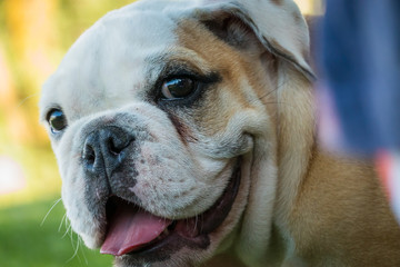 Fototapeta premium Adorable English bull dog puppy