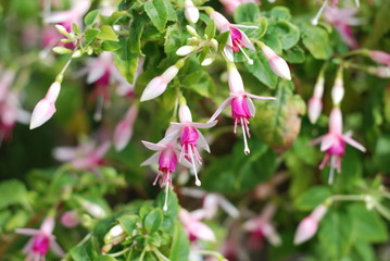 Fuschia