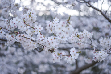 Obraz premium Fukuoka, Japan