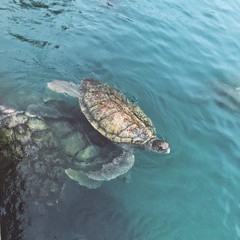 Sea Turtle in Water