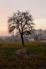 samotne drzewo © Piotr Łaskawski
