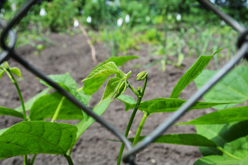 Bean Plant in Unity Garden
