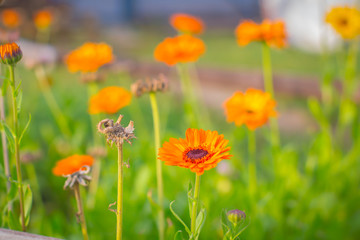 Field of orange flowers