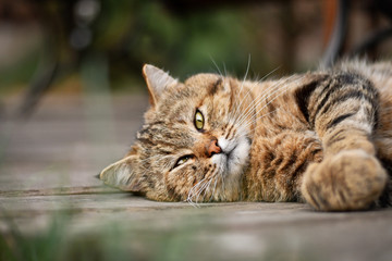 Naklejka na ściany i meble Cute cat relaxing outdoors. Low DOF.