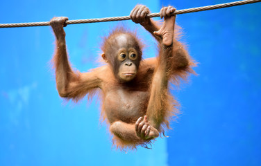 Orangutan ( Orangutan Kalimantan ) - close up details of the Kalimantan orangutan, orangutans in...