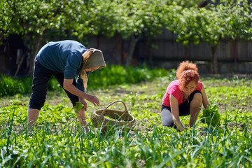 Farmer women harvesting orache