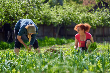 Farmer women harvesting orache