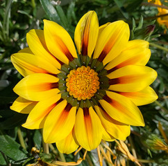 Yellow and orange flower heat resistant