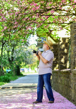 Spring collection. traveler camera man under sakura bloom garden. travel concept. male photographer enjoy cherry blossom. travel and walking in cherry park. hobby at retirement. tourism and holiday.