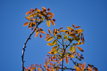 New leaves in walnut tree in the spring