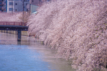 大岡川プロブナードの満開の桜