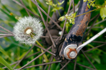 dendelion and the old bicycle
