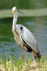 gray heron on grass