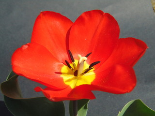 red tulip on black background