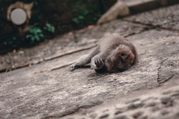 Monkeys on the territory Monkey Forest - a temple complex in Ubud among the tropical jungle.