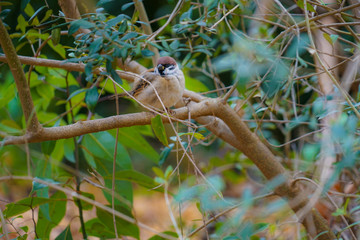 秋の紅葉とすずめのイメージ