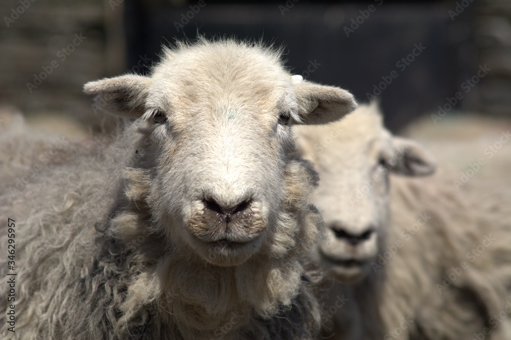 Wall mural Sheep on the farm close up portrait