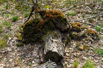 Abandoned tree stump in forest