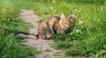 Tabby fluffy cat on a background of a sunny garden
