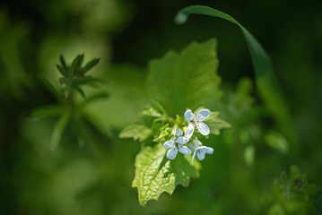 Gewöhnliche Knoblauchsrauke mit kleinen weißen Blüten im Mai