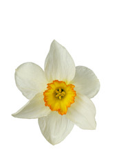 Daffodil flower isolated on white background