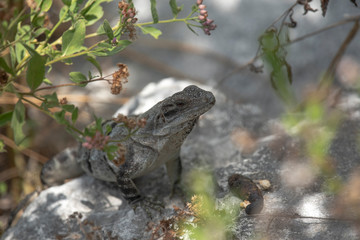 Obraz premium Black Spiny Tailed Iguana