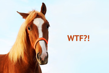 Funny facial expressions of horse, WTF animal face