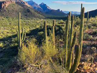 Organ Pipe Cactus, Arizona, USA - image