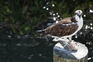 Hawk sitting on wooden post