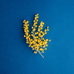 branch of blooming mimosa on a blue background, copy space, banner
