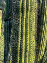 Organ Pipe Cactus, Arizona, USA - image