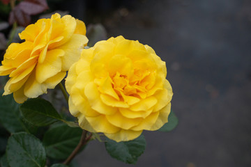 Yellow Rose