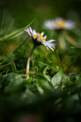 Bellis perennis. Daisy close-up on a blurred background