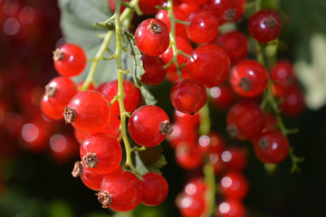 Fresh, ripe red currants, also known as ribes rubrum, ready for harvest