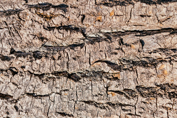 Tree bark texture background close up