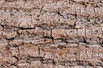 Tree bark texture background close up