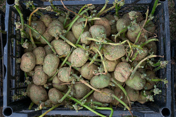 Potato tubers with sprouts in a plastic box before planting.Agricultural concept