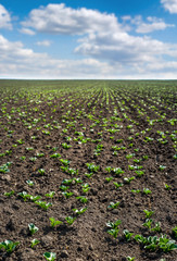 close up young sprouts of soybean, legumes at spring, month from the date of landing