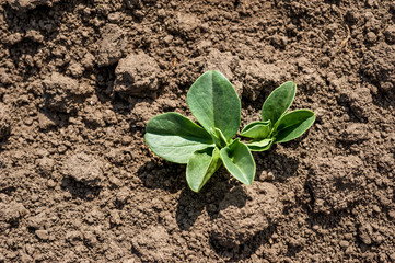 close up of fresh green soy plants leaves on the field at spring, selective focus