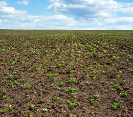 Fresh green soy plants on the field in spring, selective focus