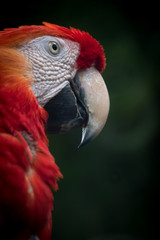 Parrot Macaw in Ecuador 