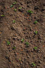 top view of a plantation with soybean plants. Recently cultivated field with freshly planted green shoots.