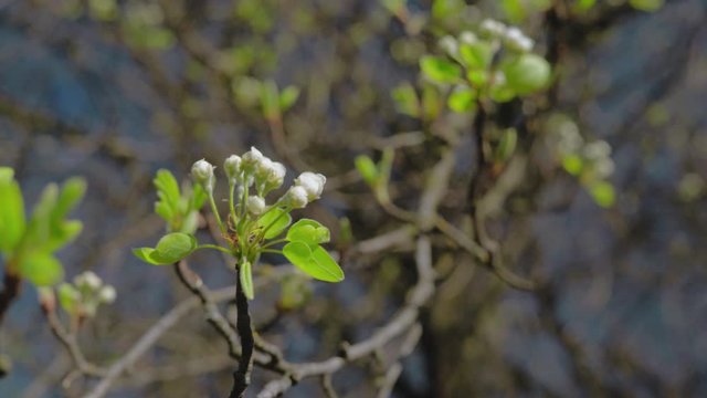 Undissolved Flowers of wild apple trees on the Branches of the Tree early Spring