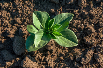 green soy leaves on the field at spring