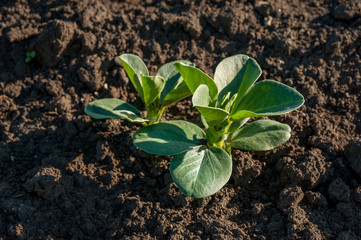 closeup focus on green sprout soy on the field at spring