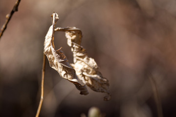 A dead leaf at the beginning of spring