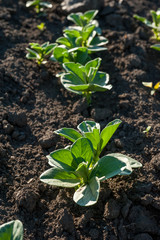 Fresh green soy plants sprouts on the field in spring
