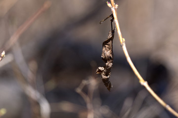 A dead leaf at the beginning of spring