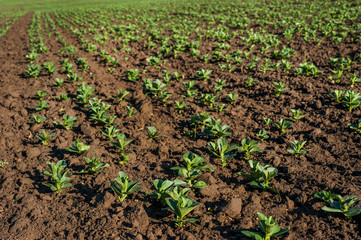 Fresh green soy plants on the field in spring, selective focus