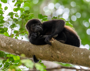 howler monkey relaxing on a branch of a tree near Hermosa Beach Costa Rica
